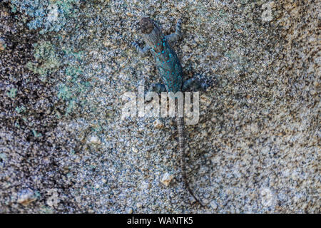 Lagartija, reptil en la Sierra los Locos, Sonora, Mexique. (Photo : LuisGutierrez NortePhoto.com) / Lézard, reptile dans la Sierra los Locos, Sonora, Mexique. (Photo : LuisGutierrez NortePhoto.com) / Banque D'Images