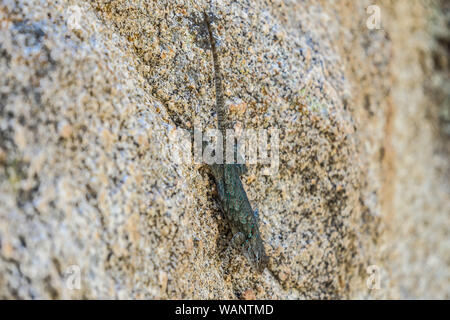 Lagartija, reptil en la Sierra los Locos, Sonora, Mexique. (Photo : LuisGutierrez NortePhoto.com) / Lézard, reptile dans la Sierra los Locos, Sonora, Mexique. (Photo : LuisGutierrez NortePhoto.com) / Banque D'Images