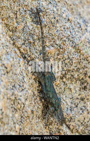 Lagartija, reptil en la Sierra los Locos, Sonora, Mexique. (Photo : LuisGutierrez NortePhoto.com) / Lézard, reptile dans la Sierra los Locos, Sonora, Mexique. (Photo : LuisGutierrez NortePhoto.com) / Banque D'Images