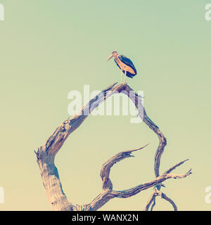 Marabou Stork oiseaux (crumenifer Flamant rose (Phoenicopterus ruber) perché sur un arbre mort contre un ciel bleu au Botswana, l'Afrique avec retro style effet filtre Instagram Banque D'Images