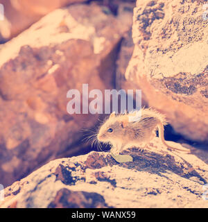 Souris rayé mignon assis sur un rocher avec la fin de l'après-midi soleil derrière au Botswana, l'Afrique avec retro style effet filtre Instagram Banque D'Images