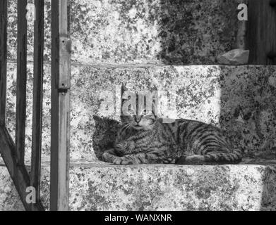 Photo en noir et blanc d'un chat Banque D'Images