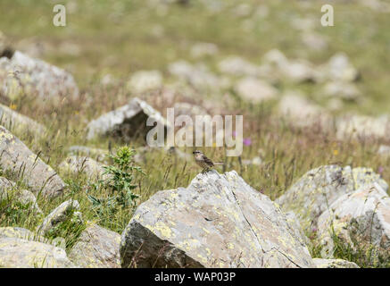 Le Pipit spioncelle (Anthus spinoletta) Banque D'Images