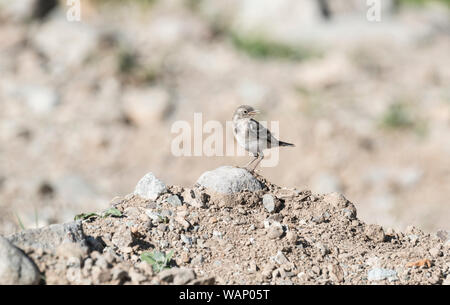 L'appel (Motacilla alba Bergeronnette grise) chick Banque D'Images