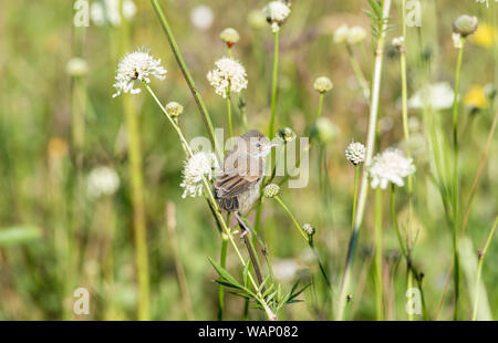 Curruca Fauvette grisette (communis) qui se nourrissent de Cephalaria gigantea Banque D'Images