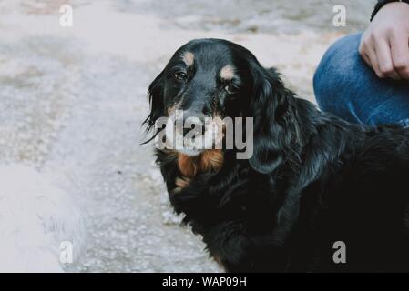 Gros plan d'un chien de race noire et brune Banque D'Images
