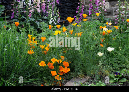 Un jardin consacré à fleurs sauvages, la digitale pourpre Digitalis purpurea et Pavot de californie Eschscholzia californica pour encourager les abeilles et pollinisation Banque D'Images