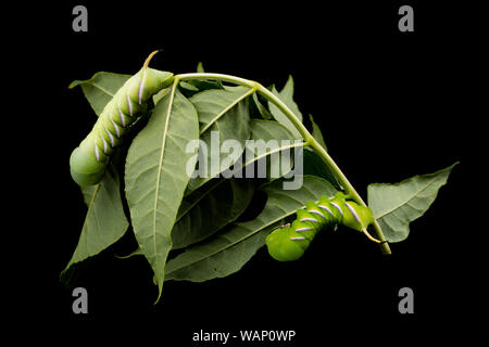 Un studio photo de deux Privet Hawk-moth Sphinx ligustri, des chenilles, des cendres sur les feuilles des arbres trouvés à l'alimentation sur la nuit, un frêne Fraxinus excelsior, Banque D'Images