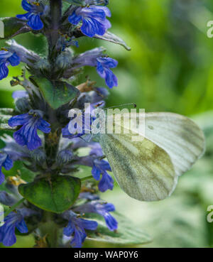 Beau papillon blanc et bleu de fleurs. L'été et au printemps, l'arrière-plan. Papillon blanc sur la Fleur Bleue. Banque D'Images