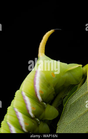 Un gros plan de la partie postérieure de l'accrocher sur un seul Privet Hawk-moth caterpillar, Sphinx ligustri, photographié dans un studio reposant sur des feuilles de frêne. Cet exemple Banque D'Images