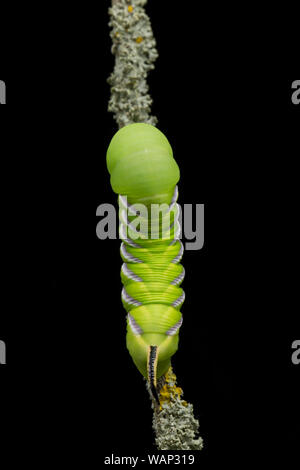 La vue dorsale d'une seule espèce-Hawk Troène Sphinx ligustri, Caterpillar, photographié dans un studio reposant sur une branche. Cet exemple a été trouvé l'alimentation Banque D'Images