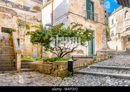 Un arbre grandit dans une cour ombragée dans le centre historique de la vieille ville de Matera, Italie. Banque D'Images