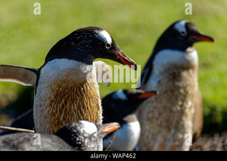 Eselspinguine (Pygoscelis papua) dans Brutkolonie, Falkland Inseln. Manchots dans la colonie de reproduction, îles Falkland. Banque D'Images