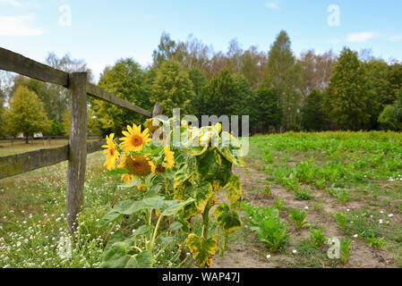 De plus en plus de tournesols dans le jardin un jour d'été. Pologne Banque D'Images