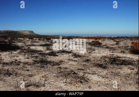 Les incendies près de cap cette année a laissé un paysage surréaliste de blacken squelettes de plantes. Un rappel des dangers du changement climatique de la sécheresse. Banque D'Images