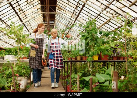 Deux jardiniers regarder les plantes qu'ils poussent à vendre dans la serre. Banque D'Images