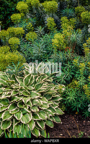 Frontière le jardin d'arbustes, la couverture du sol, Hosta crispula, Euphorbia sp. Banque D'Images