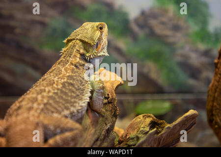 Panés centrale Reptile Pogona vitticeps Dragon Lizard resting on Tree Branch Banque D'Images