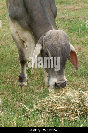 Zébu Brahman, Brahma ou bull, une vache de sexe masculin, l'alimentation sur le foin Banque D'Images