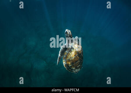 Close-up de tortues de mer nager sous l'eau Banque D'Images