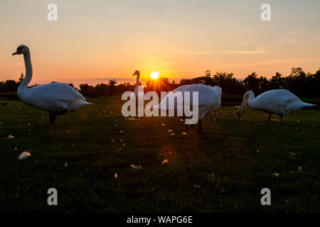 Troupeau de cygnes au coucher du soleil se dresse sur la pelouse , souffle d'automne Banque D'Images