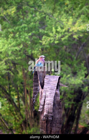 Lilac-breasted roller, Coracias Caudata, Africaine d'oiseaux colorés jolie Banque D'Images