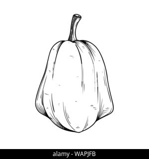 Hand drawn pumpkin isolé sur fond blanc. Vector illustration d'un croquis de style. Illustration de Vecteur