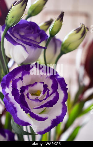 Blanc et violet eustoma bouquet Banque D'Images