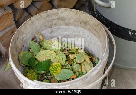 Pile de feuilles en plastique blanc pour le compost. Contexte, Close up. Banque D'Images