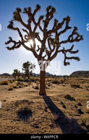 Paysage désertique à Joshua Tree National Monument situé en Californie, USA Banque D'Images