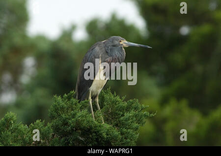 Aigrette tricolore : : Egretta tricolor dans immatures colonie de nidification sur l'île d'Ocracoke. Banque D'Images