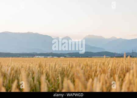 Champ jaune blé contre belles montagnes background Banque D'Images