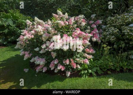 Fleurs blanc crème à rose d'Hydrangea paniculata (hortensia) 'Vanille Fraise' RHS Garden, Wisley, Surrey, Angleterre du Sud-Est en été Banque D'Images