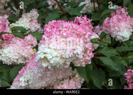 Fleurs blanc crème à rose d'Hydrangea paniculata (hortensia) 'Vanille Fraise' RHS Garden, Wisley, Surrey, Angleterre du Sud-Est en été Banque D'Images