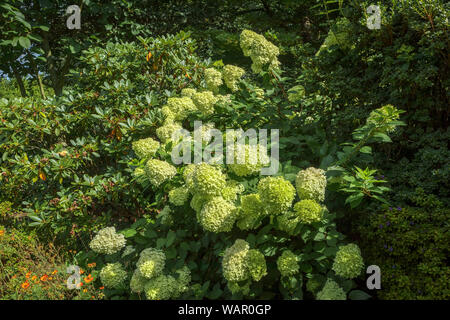 Panicules jaune-vert de l'Hydrangea paniculata 'Limelight' floraison en RHS Garden, Wisley, Surrey, Angleterre du Sud-Est en été Banque D'Images