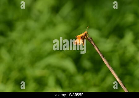 Haut fil acte : un beau papillon danse le long de la tige de la branche d'un buisson. Banque D'Images