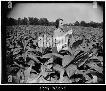 Directeur de la Monnaie royale canadienne se détend sur ferme nouvellement acquis. Solomon's Island, MD, le 29 juillet. Directeur de la monnaie, Nellie Tayloe Ross, trouve le repos et la détente de ses droits sur sa trésorerie ardue nouvelle acquisition 200 acre farm ici. Elle est photographiée parmi ses 60 000 plants de tabac qui doivent bientôt être récoltées. La chambre à la ferme est de plus de 100 ans, du 29/07/38 Banque D'Images