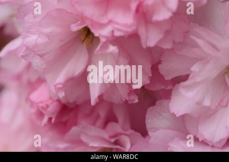 Rose belle la saison du printemps est sur nous que des jardins botaniques à travers le monde en pleine floraison et ces cerisiers en fleurs sont de la couleur de l'amour. Banque D'Images