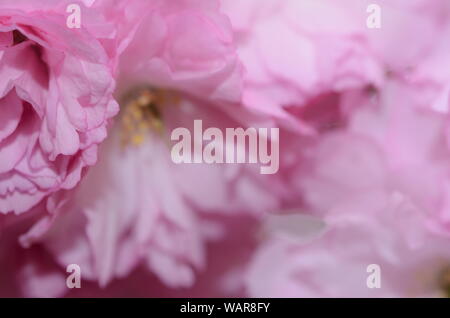 Rose belle la saison du printemps est sur nous que des jardins botaniques à travers le monde en pleine floraison et ces cerisiers en fleurs sont de la couleur de l'amour. Banque D'Images