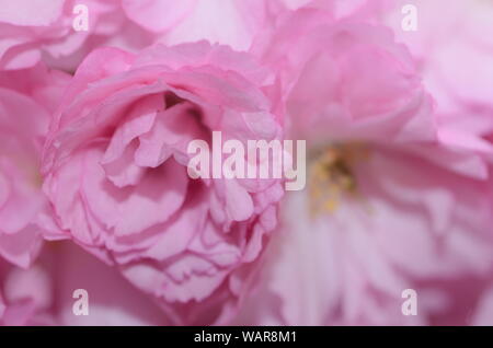 Rose belle la saison du printemps est sur nous que des jardins botaniques à travers le monde en pleine floraison et ces cerisiers en fleurs sont de la couleur de l'amour. Banque D'Images