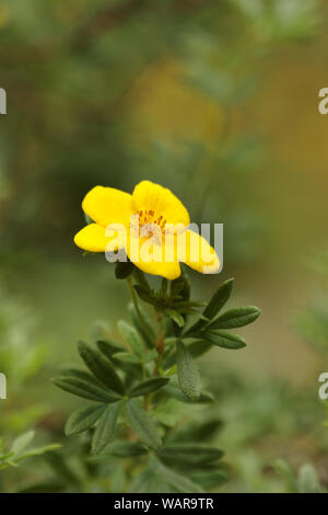 Potentilla - fleur jaune isolé avec une abeille. Fond vert. Close-up. Copy space Banque D'Images