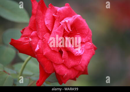 Close-up of rosa 'Medal of Honor' - vibrant rose rouge Banque D'Images