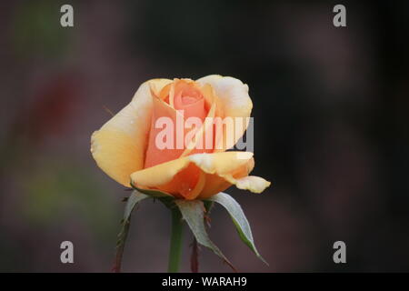 Close-up of Rosa 'Brandy' bud Banque D'Images