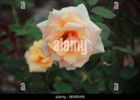 Close-up of Rosa 'Brandy' Banque D'Images