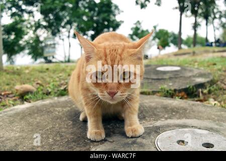 Le visage de l'anxiété de la Orange tabby cat , très drôle face closeup Banque D'Images