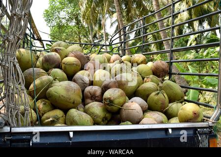 Beaucoup de fruits de noix de coco en camionnette , Transport , de vendre la récolte de produits agricoles en Thaïlande Banque D'Images