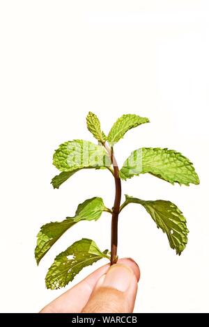 Tenir les doigts de feuilles de menthe poivrée isolé sur le fond blanc, brut frais menthe, légumes et fines herbes en cuisine Banque D'Images