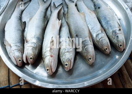 Threadfins, Polynémidae, argent colore les poissons dans un plateau en acier sur un panneau en bambou Banque D'Images