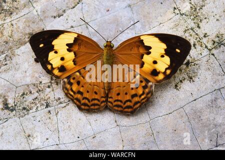 Cupha erymanthis, le rustique avec papillon brun et noir sur l'aile,insectes tropicaux étalent leurs ailes sur la pierre grise avec motif fissuré Banque D'Images