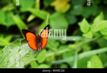 Iarbus iarbus , Rapala rouge commun papillon ailes orange Flash propagation sur feuille avec fond vert naturel, Thaïlande Banque D'Images